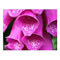 Foxglove Plant Postcard postcards