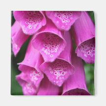 Foxglove Plant Square Magnet