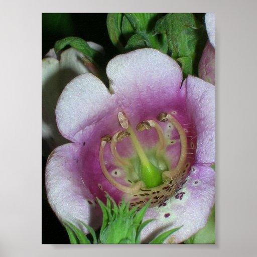 Foxglove Poster