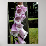 Foxglove Watercolor posters