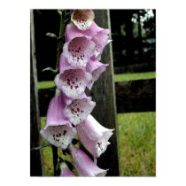 Foxglove Watercolor posters by faceonmars Foxglove Watercolor posters