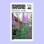 Foxgloves in a summer garden stamps