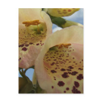 Foxgloves Postcard postcards