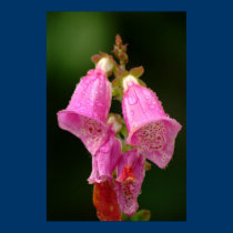 Foxgloves Poster posters