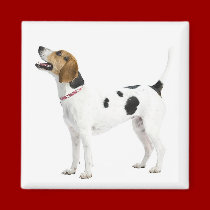 Foxhound Magnet