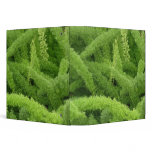 Foxtail Fern, Asparagus densiflorus myers Vinyl Binders