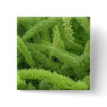 Foxtail Fern, Asparagus densiflorus myers Pins