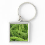 Foxtail Fern, Asparagus densiflorus myers Keychain