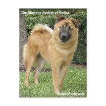 Foxter - The Humane Society of Dallas Postcard by Humane_Society Foxter - The Humane Society of Dallas Postcard