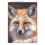 foxy cards