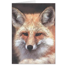 foxy cards