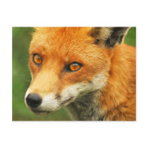 Foxy Lady postcards