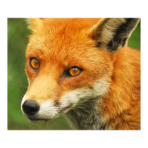 Foxy Lady posters by anthonyhedger Foxy Lady posters