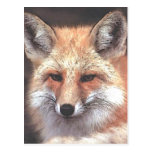 foxy post cards