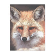 foxy postcards