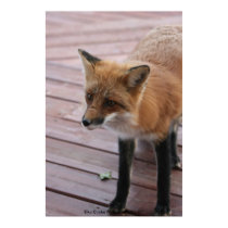Foxy posters by epclarke Foxy posters