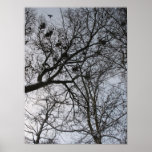 Fractals in Nature: Crows Photo Poster Art posters