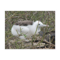 Fragata (frigate bird) chick, Isla Seymour, Galapa Post Cards