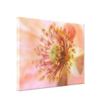 Fragile Bloom - Spring Poppy Canvas Print