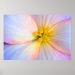 Fragile flower poster