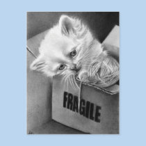 Fragile Kitty box Postcard