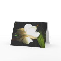 Fragrant Ivory Gardenia Blossom cards