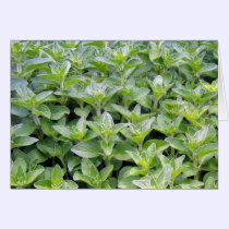 Fragrant Oregano cards