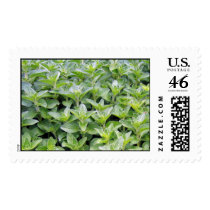 Fragrant Oregano postage by charlesblack7 Fragrant Oregano postage