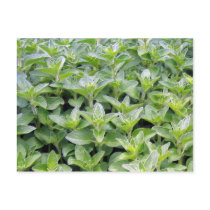 Fragrant Oregano postcards