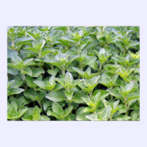 Fragrant Oregano posters
