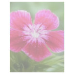 Fragrant Pink Sweet William Blossom Letterhead Template