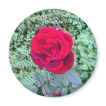 Fragrant Red Rose magnets by skywatcher Fragrant Red Rose magnets