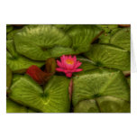 Fragrant Water Lily in HDR Greeting Cards