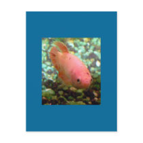 Framed Betta Post Card