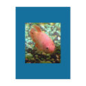 Framed Betta postcards