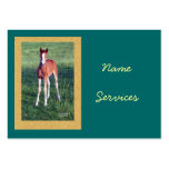 Framed Morgan Horse Foal Business Card business cards