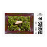 Framed Mushroom postage