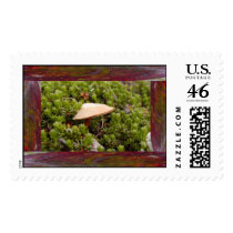 Framed Mushroom postage