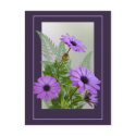 Framed Purple Daisies Postcard by AJsGraphics Framed Purple Daisies Postcard