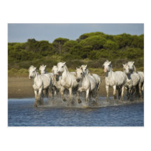France, Camargue. Horses run through the estuary 3 Post Card