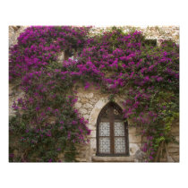 France, Provence, Eze. Bright pink