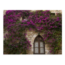 France, Provence, Eze. Bright pink Post Cards