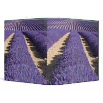 France, Provence. Rows of lavender in bloom. 3 Binders
