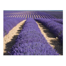 France, Provence. Rows of lavender in bloom. 3 Post Cards