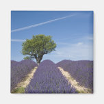 France, Provence. Rows of lavender in bloom. 4 Fridge Magnets