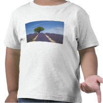 France, Provence. Rows of lavender in bloom. 4 Shirts