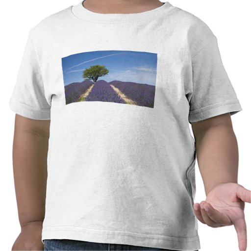 France, Provence. Rows of lavender in bloom. 4 Shirts