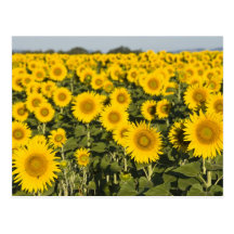 France, Provence, Valensole. Field of Post Cards