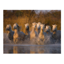France, Provence. White Camargue horses Post Cards