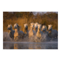 France, Provence. White Camargue horses Print